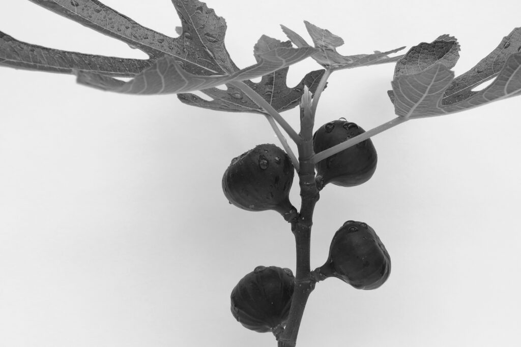 Schwarz-Weiß Fotografie eines Astes mit Feigenblüten